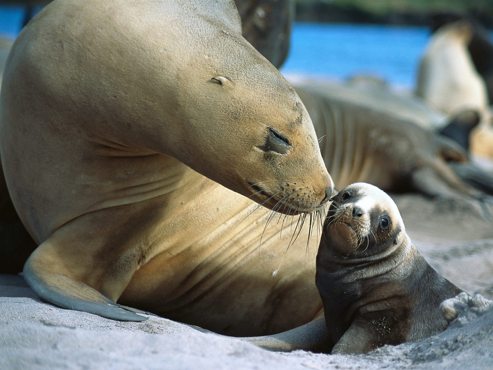 Cell Phone Wallpaper: Seal wallpaper with little