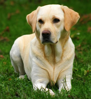 labrador retriever dog puppy puppies photo