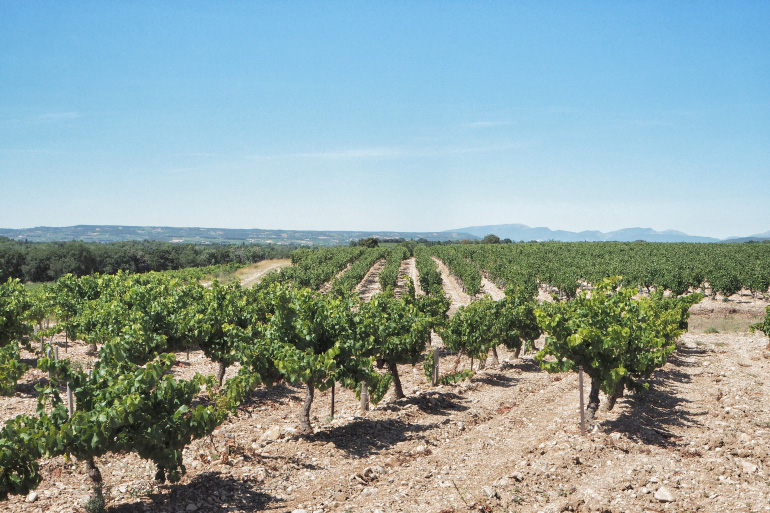 Vignes de Vacqueyras dans le Vaucluse