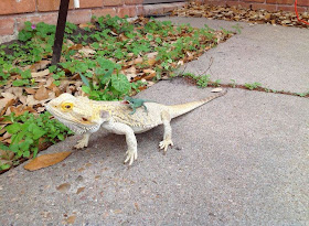 Funny animals of the week - 28 March 2014 (40 pics), tiny lizard rides big lizard