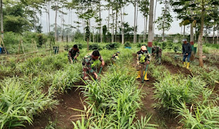 Melalui Penanaman dan pemeliharaan Berbagai Macam Tanaman Satgas Citarum Sektor 4 di Sub 2 Ajak Warga Masyarakat Untuk Manfaatkan Lahan di Sekitar Rumah