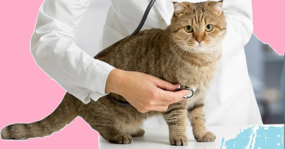  Apakah  Kucing  Peliharaan Perlu Ke Dokter Binatang Setiap 