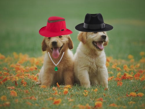 Dog time (hora del perro)