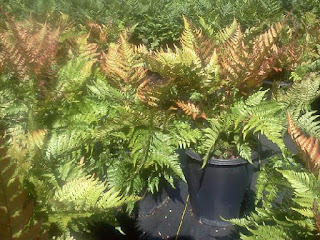 Fern, Autumn Fern