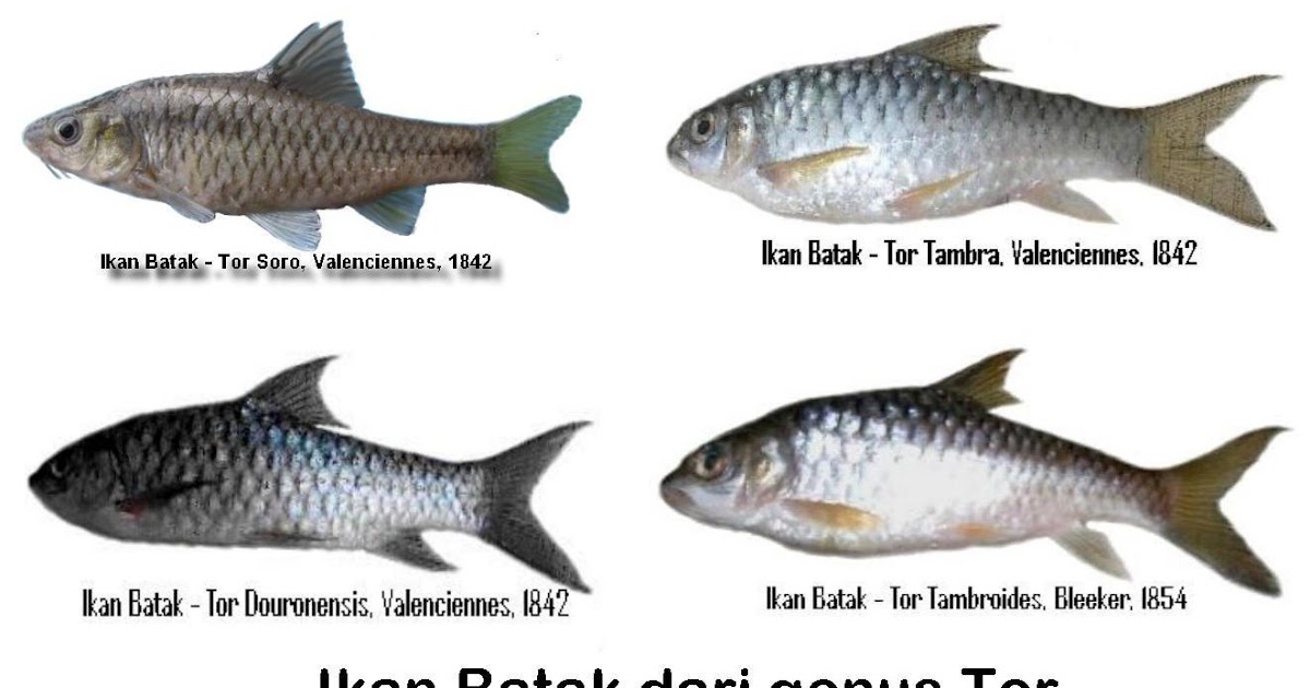  Ikan  Batak  STP Sibolga