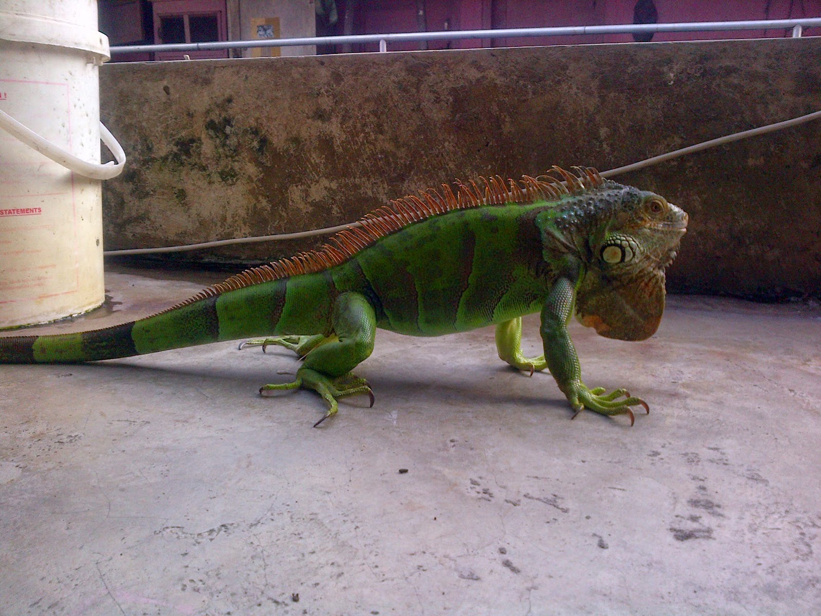 iguana hijau dewasa