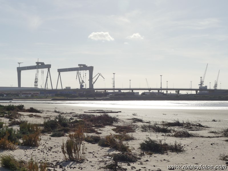 Marisma de los Toruños y Pinar de la Algaida