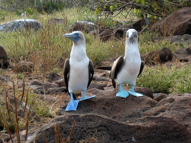 island, galapagos island, island view, isla galapagos, galapagos