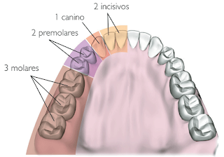 dentición permanente