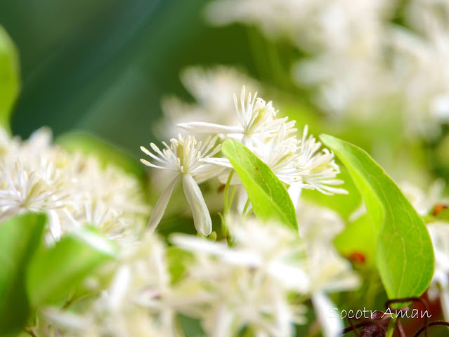 Clematis chinensis