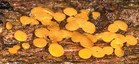 Bisporella citrina, Lemon Disco.  High Elms Country Park, 2 January 2017.