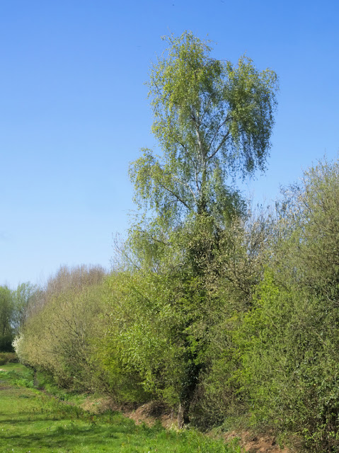 Silver birch tree towers over a hedge by Dickerson's Pit