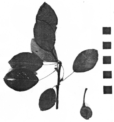 Груша паннонийская разновидность лавролистная (Pyrus х pannonica var. laurifolia)