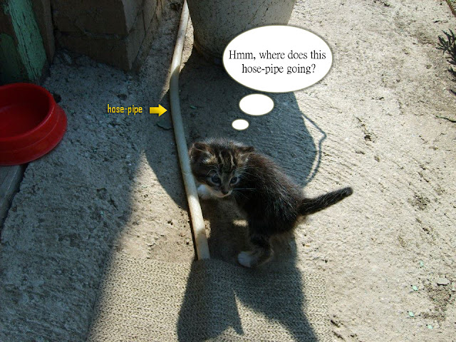 A cat wondering about hose-pipe