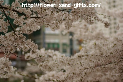 Cherryblossom- DSC06913