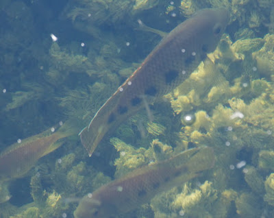 Spotted Tilapia (Tilapia mariae) 