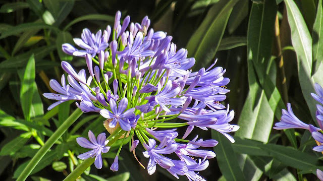 Agapanthus flower - closeup