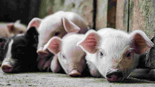 Pigs organ can save life how?