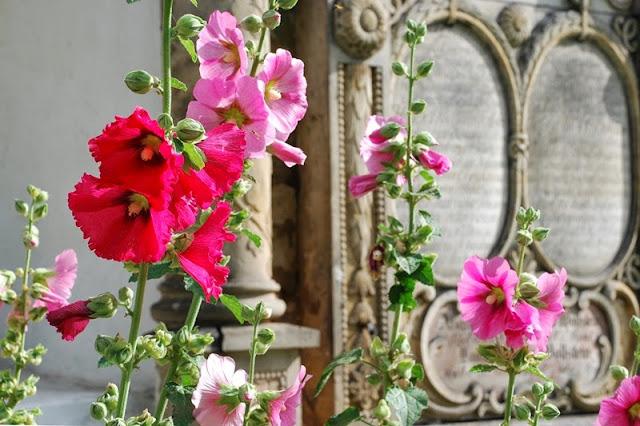 symboliczne rośliny ogród przy kościele rewitalizacja projekt