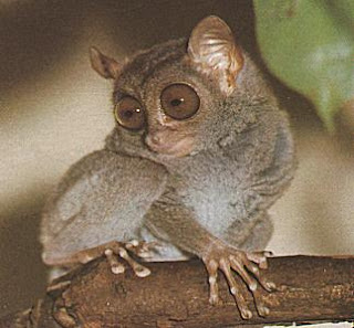 tarsier