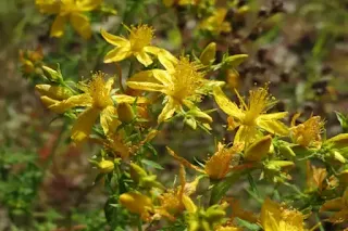 St. John's Wort