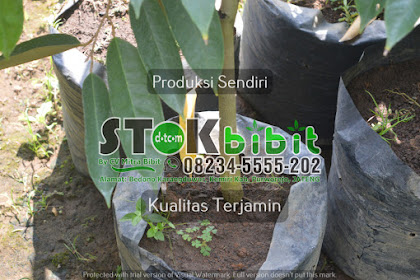 Cempedak                                       buah cempedak diluar pagar
