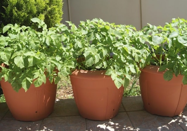 Cara termudah dan paling efektif untuk menanam kentang di styrofoam