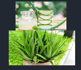 Aloe vera adalah tanaman herbal yang banyak digunakan dalam industri kosmetik dan farmasi. Selain itu, tanaman herbal ini juga bisa dibudidayakan di rumah sebagai tanaman hias atau obat herbal