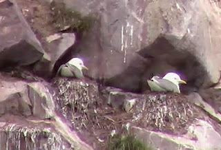 Black-Legged Kittiwake.