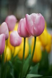 GAMBAR BUNGA  BUNGA  TULIP 