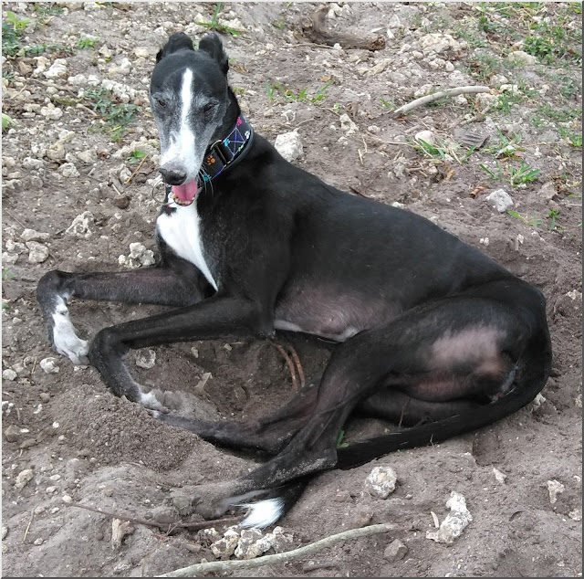 Luna taking it easy at Dog Dude Ranch