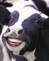 A happy cow