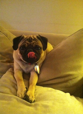 pug