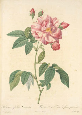 Rosa Gallica Versicolor