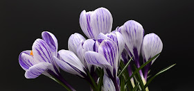 Spring Flowers, Living From Glory To Glory Blog...