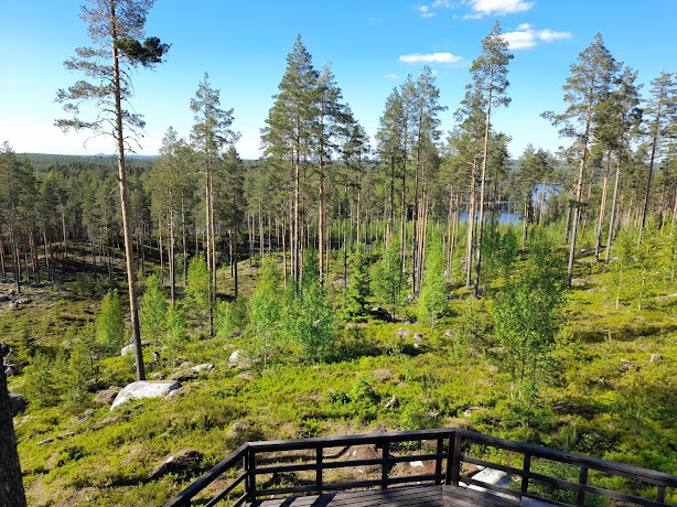 Näköala harjun päältä. Mäntypuita, alasviettävä avara harjurinne, kauempana horisontissa taustalla myös järvi näkyy puun runkojen välistä.