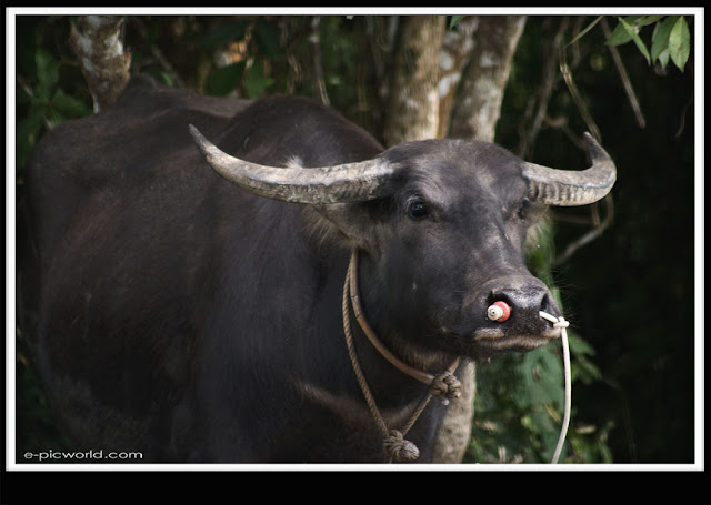 black buffalo picture