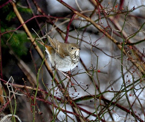 1. hermit thrush in yard-kab