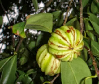 Garcinia cambogia extract for weight loss