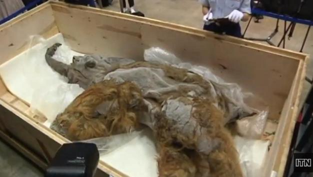 39,000-year-old woolly mammoth on display in Japan