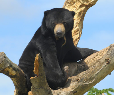 zoo photography techniques