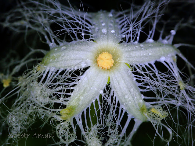 Trichosanthes cucumeroides