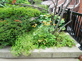 Garden District Toronto Downtown Cleanup Before by Paul Jung--a Toronto Organic Gardener