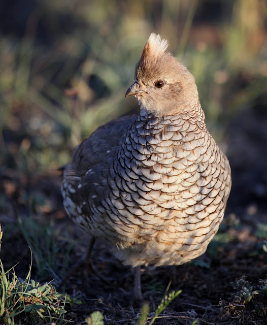 Wild Birds In Texas