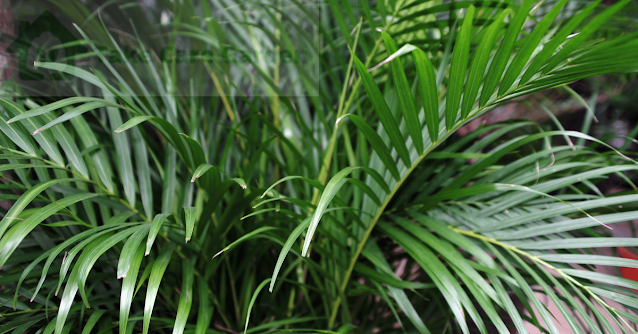 Areca-Bambu-Cultivo-Cuidados-e-Beleza-Natural-para-o-seu-Espaço