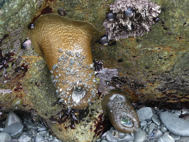 giant anemone hanging down