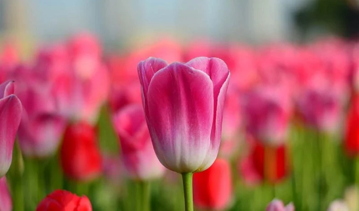 Tulip Flower Images - 450+ Flower Images Download Best Of 2023 - fuller chobi - neotericit.com