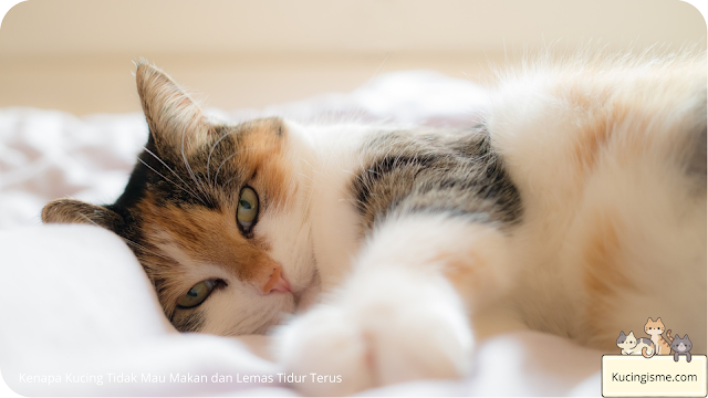 Kenapa Kucing Tidak Mau Makan dan Lemas Tidur Terus