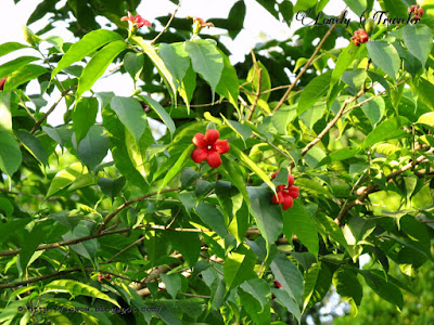 Scarlet Wrightia - Wrightia coccinea