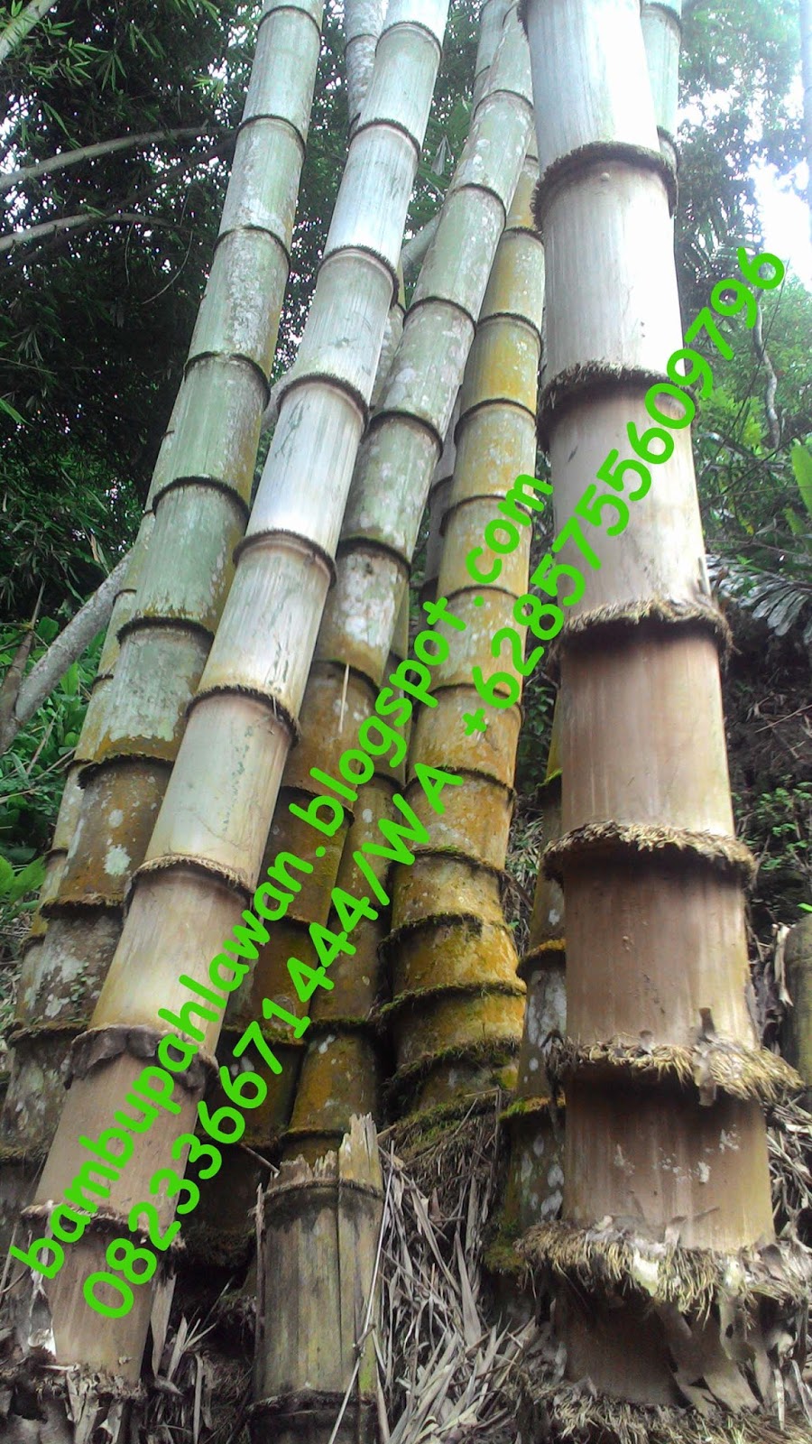  BAMBU  PAHLAWAN jual bambu  banten jual sesek gedek banten 